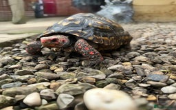 Tortoise reptiles for sale: Female cherry head red foot tortoise - Image 7