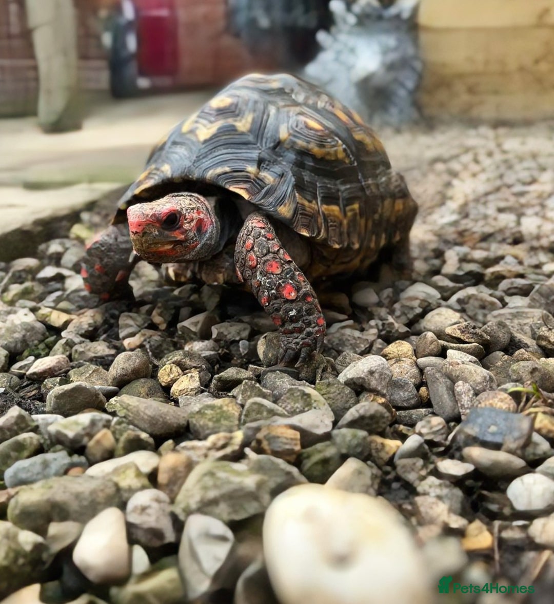 Tortoise reptiles for sale: Female cherry head red foot tortoise - Image 7