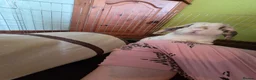 English Spot rabbits for sale: Neutred beautiful boy looking gor his forever home - Advert 16