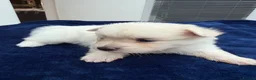 Maltipom dogs for sale: Multipom mojos for sale - Advert 9