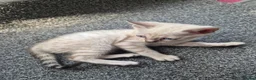 Mixed Breed cats for sale: Bengal Siamese mixed - Advert 11