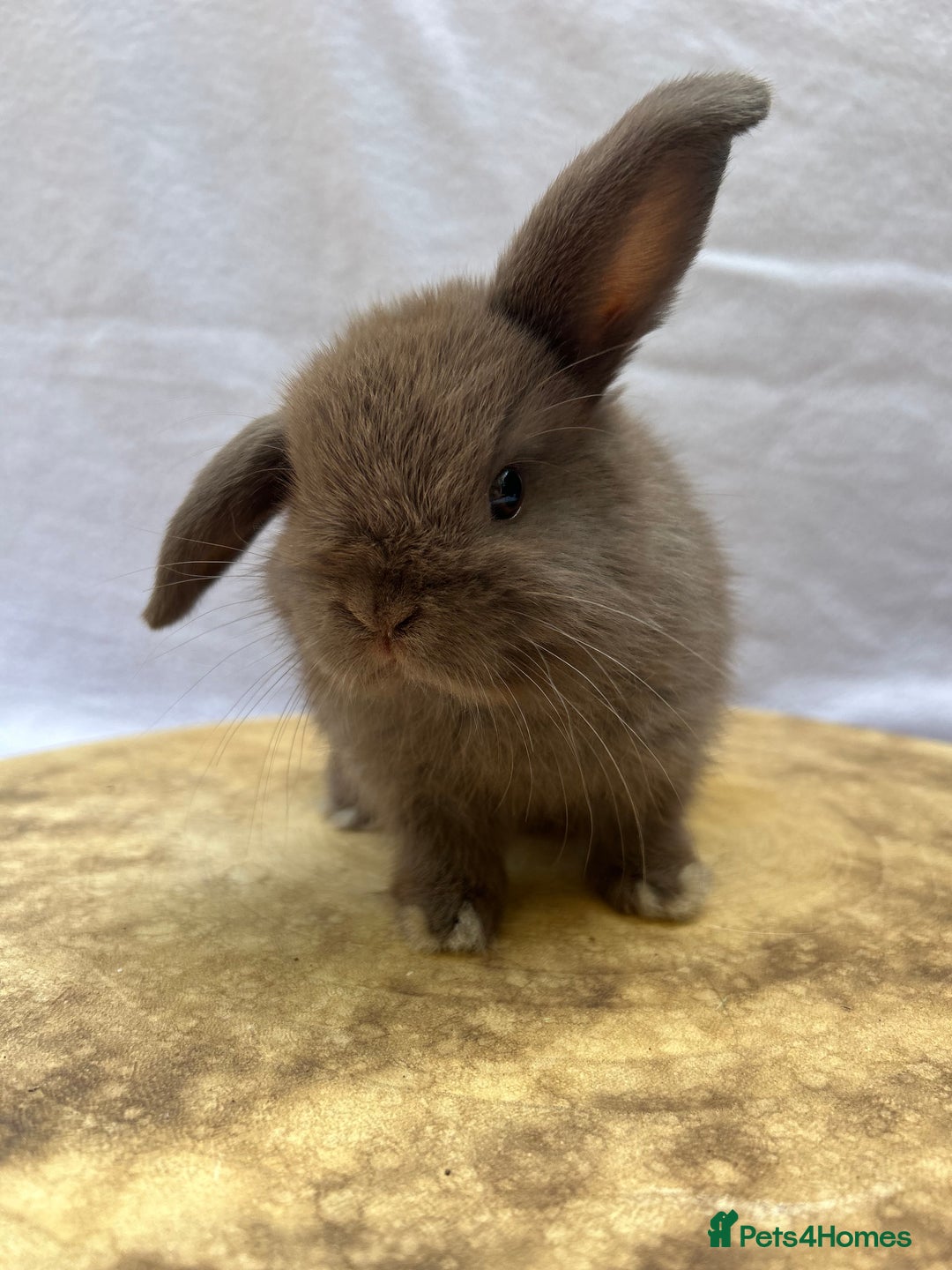 Mini Lop rabbits for sale: Gorgeous Pure Breed Mini Lop - Image 2