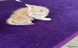 British Shorthair cats for sale: Golden British short hair kitten  - Image 8