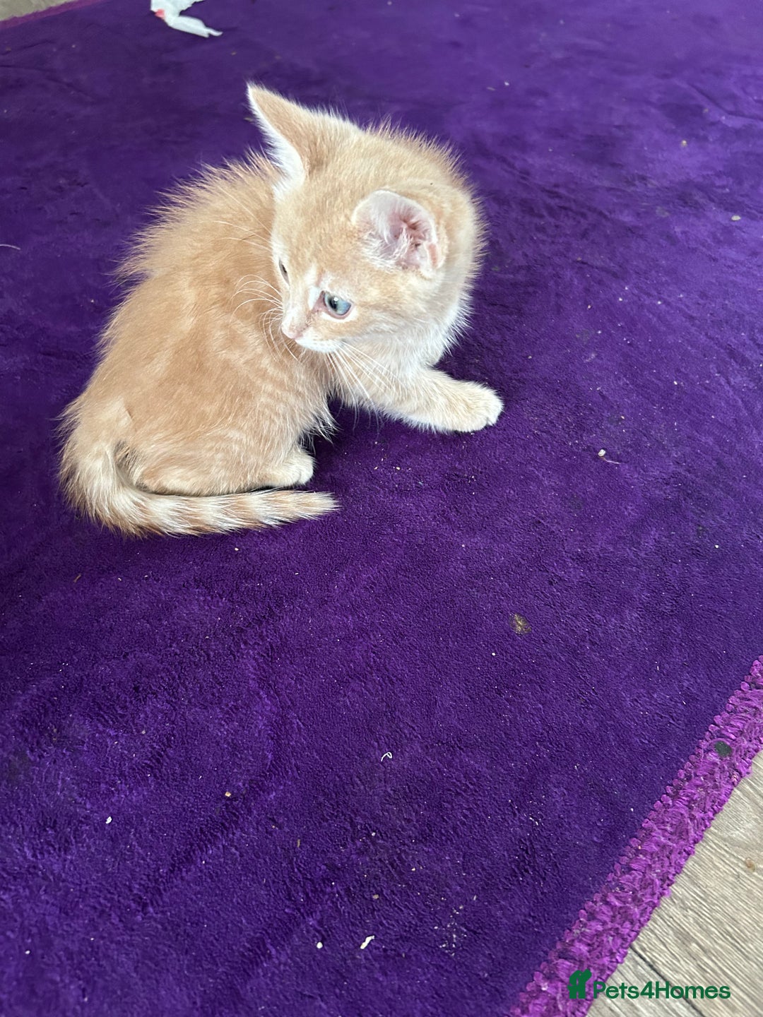 British Shorthair cats for sale: Golden British short hair kitten  - Image 8