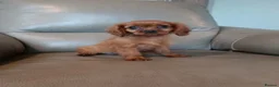 Cavalier King Charles Spaniel dogs for sale: Cavalier King Charles Spaniel in Manchester - Advert 7