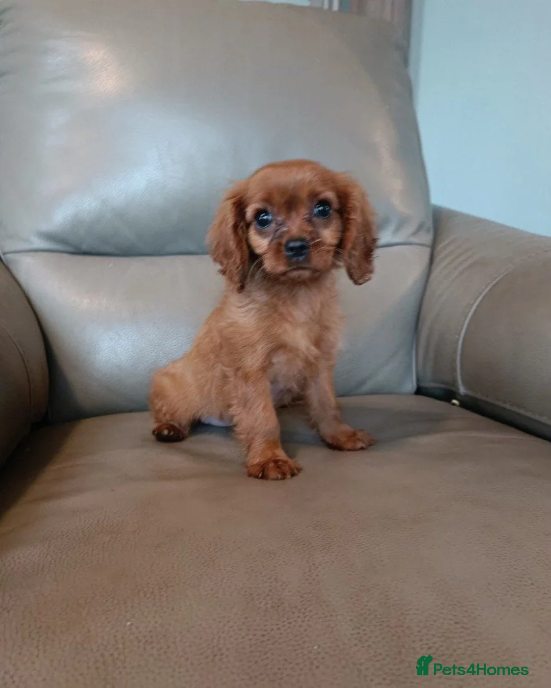 Cavalier King Charles Spaniel dogs for sale: Cavalier King Charles Spaniel in Manchester - Advert 7