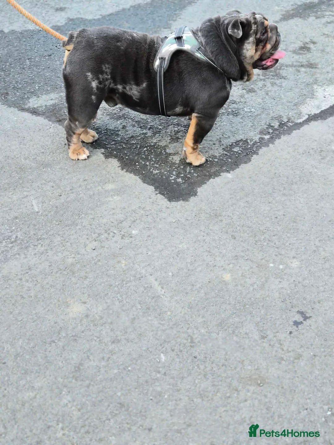 English Bulldog dogs for sale: Quality male for sale - Advert 4