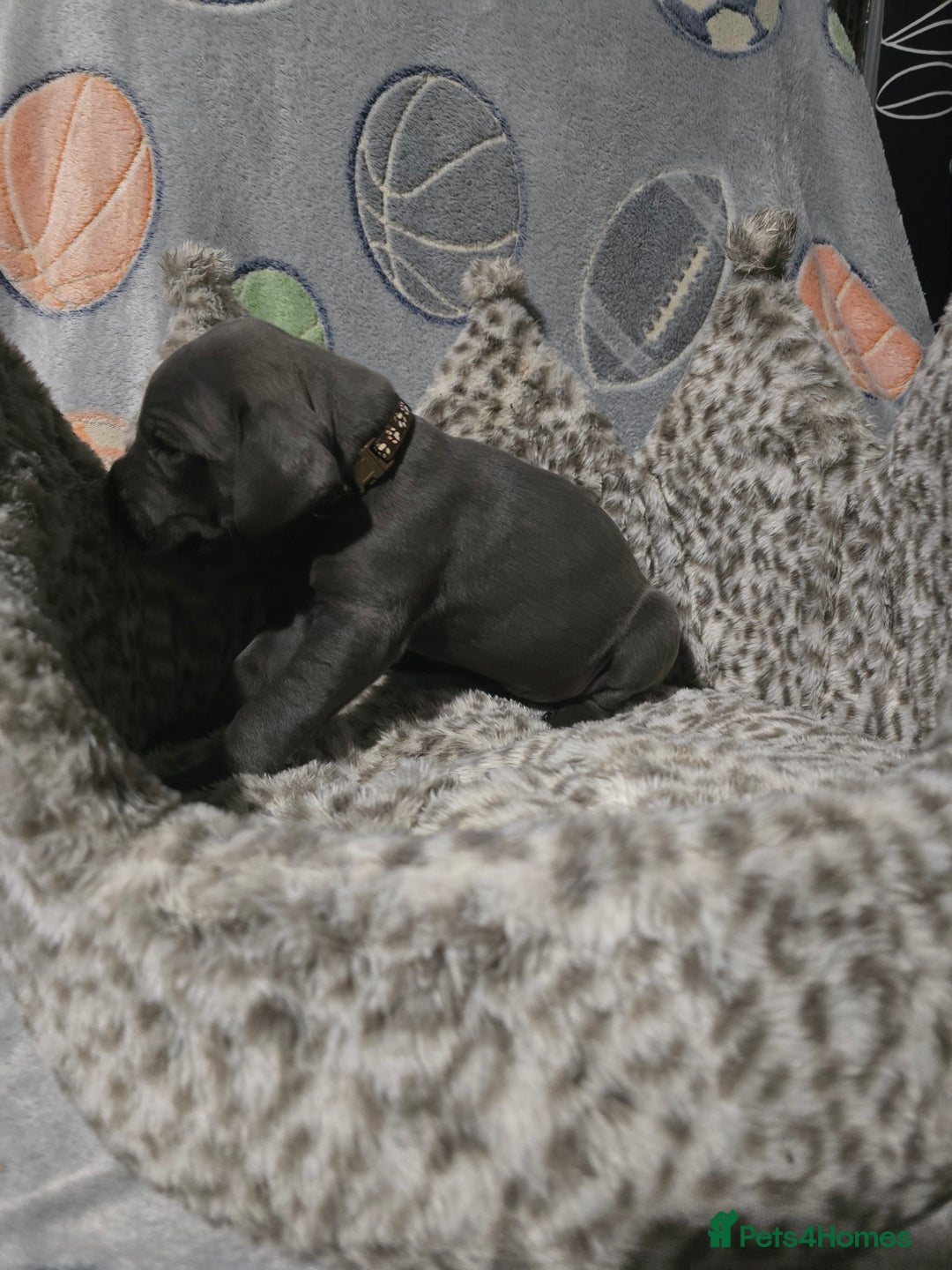 Great Dane dogs for sale: Beautiful great danes - Advert 4