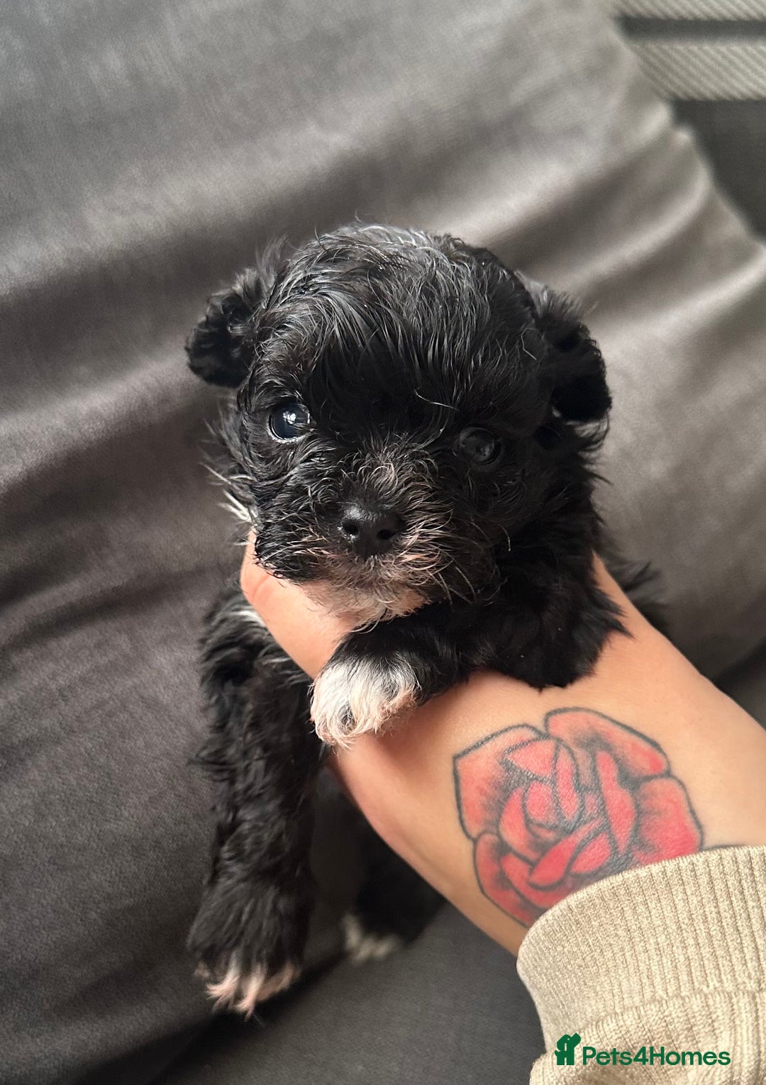 Maltipoo dogs for sale: F1 Toy Maltipoos - Advert 36