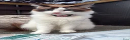 Ragdoll cats for sale: Tri colour Ragdoll’s  - Advert 2