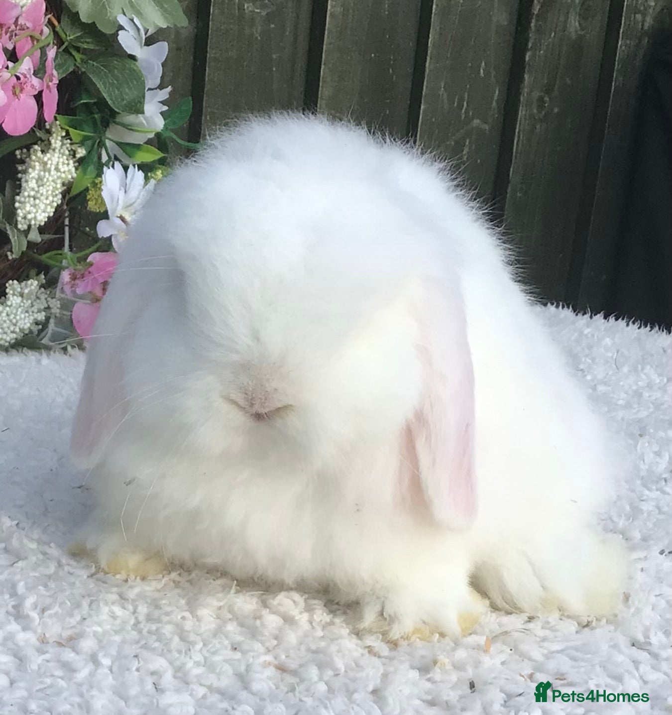 Mini Lop rabbits Mini lop buck - Advert 2