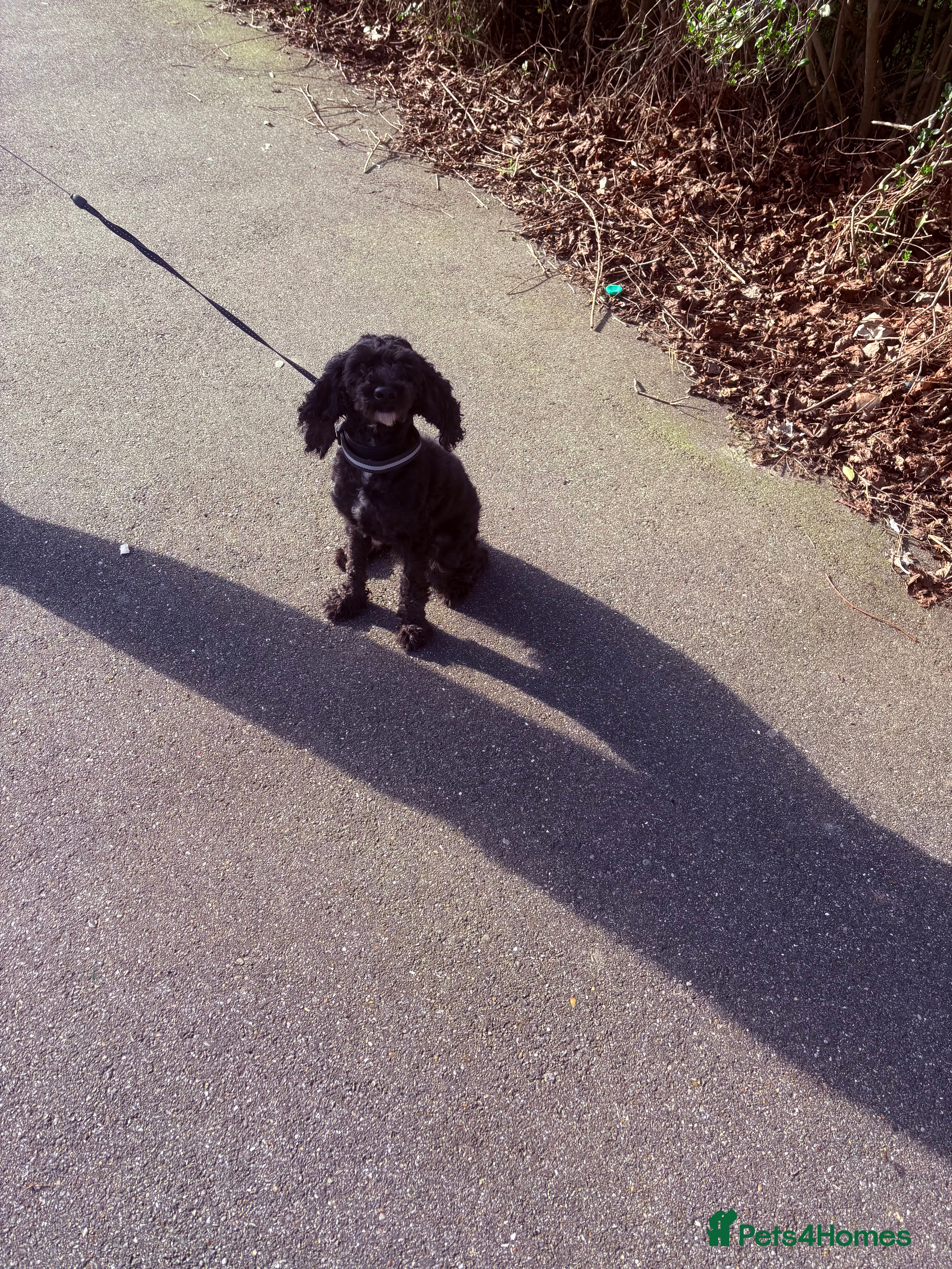 Cockapoo dogs ADULT FEMALE Sweet F1B Cockapoo  - Advert 14