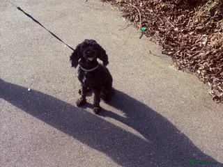 Cockapoo dogs ADULT FEMALE Sweet F1B Cockapoo - Advert 14