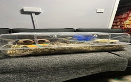 Gerbil rodents for sale: Two baby fully tame female gerbils+ cage and toys  - Image 6