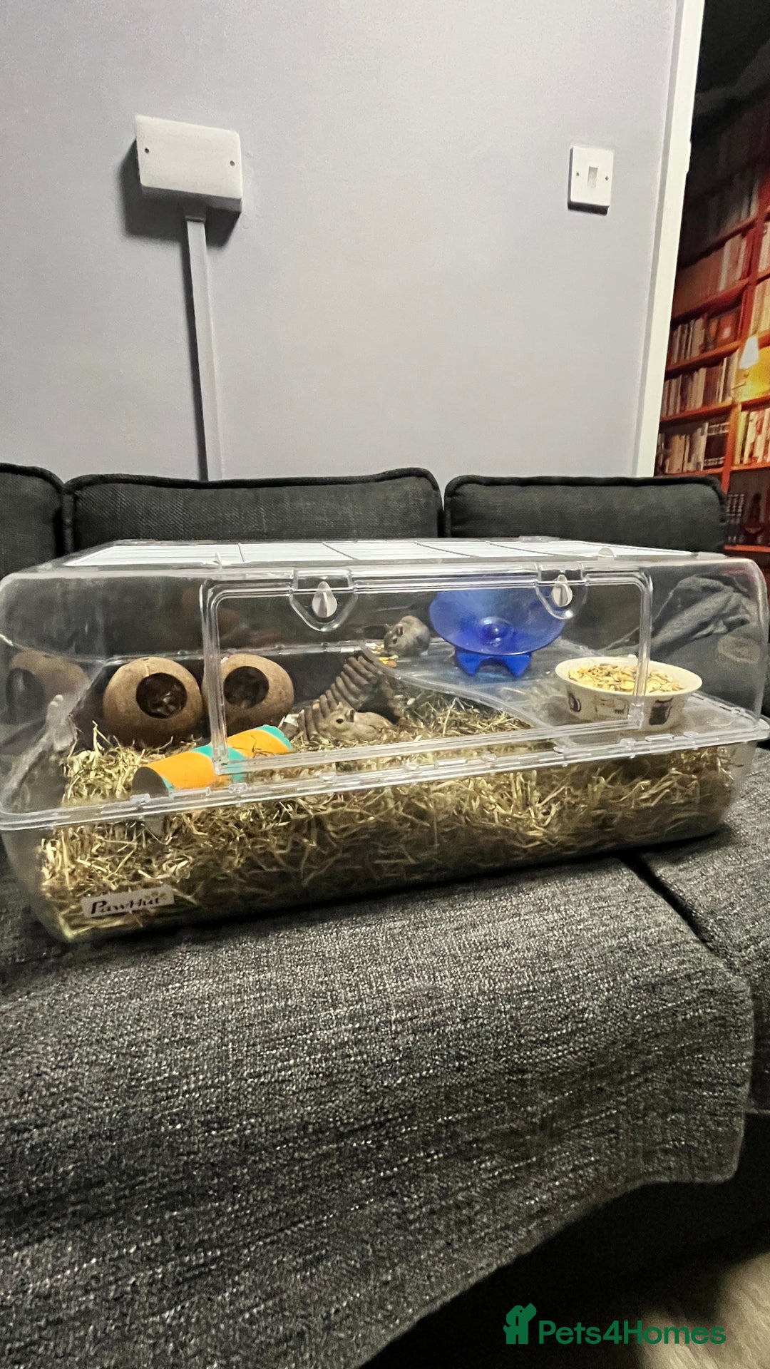 Gerbil rodents for sale: Two baby fully tame female gerbils+ cage and toys  - Image 6