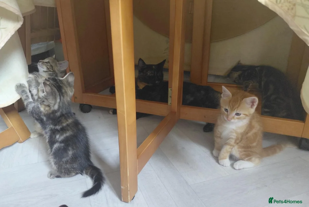 Mixed Breed cats for sale: 4 sweet kittens for sale  in Great Yarmouth - Advert 2