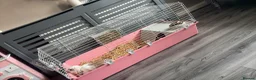 English Lop rabbits for sale: Rabbit with cage ect - Advert 2