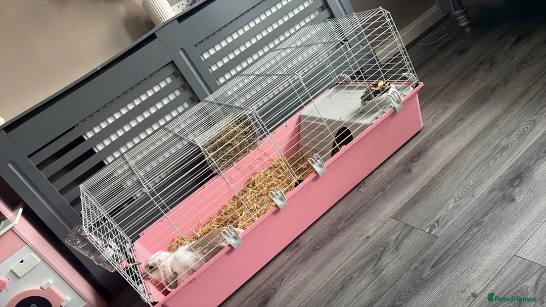 English Lop rabbits for sale: Rabbit with cage ect - Advert 2