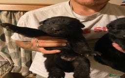 German Shepherd dogs for sale: 8 German shepherd puppies - Image 5