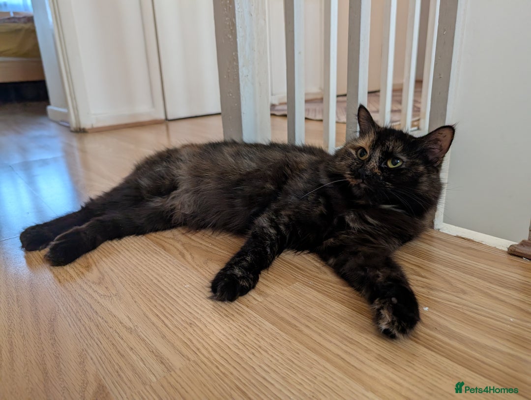 British Shorthair cats for sale: Beautiful  - Image 3