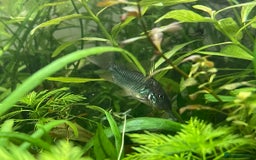 Corys fish for sale: Emerald Cory Splendens 1 male+1 female size 6 cm.  - Image 11