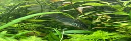 Corys fish for sale: Various species of Corydoras. Adult breeding pairs - Advert 8