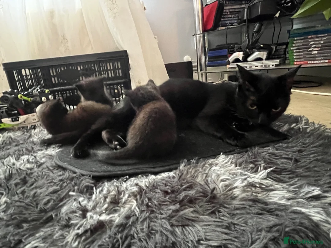 Mixed Breed cats for sale: Beautiful kittens ready for their furever homes - Advert 2
