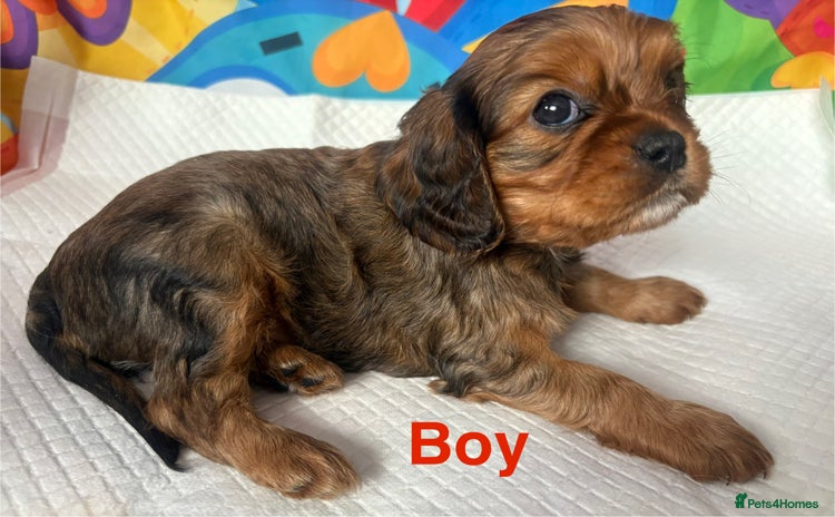 Cavalier King Charles Spaniel dogs - Advert 2