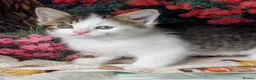 Domestic Shorthair cats for sale: Domestic Shorthair Kittens - Advert 36