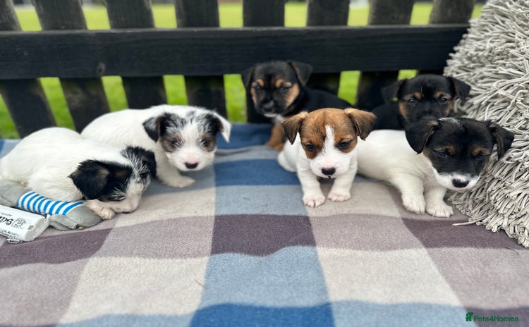Mixed Breed dogs - Advert 1