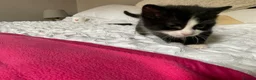 Domestic Shorthair cats for sale: Beautiful kittens ready in 5 weeks - Advert 3