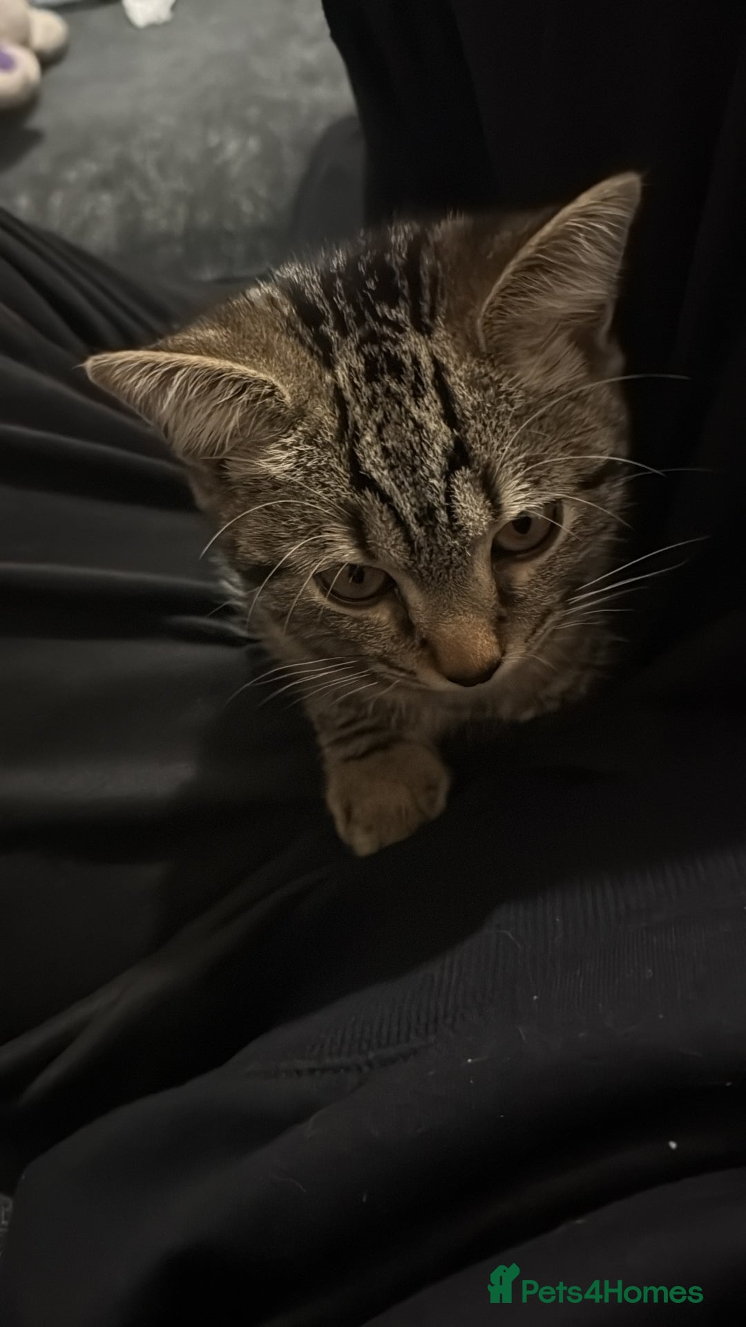 Mixed Breed cats for sale: Male British Shorthair cross with Tabby - Advert 5