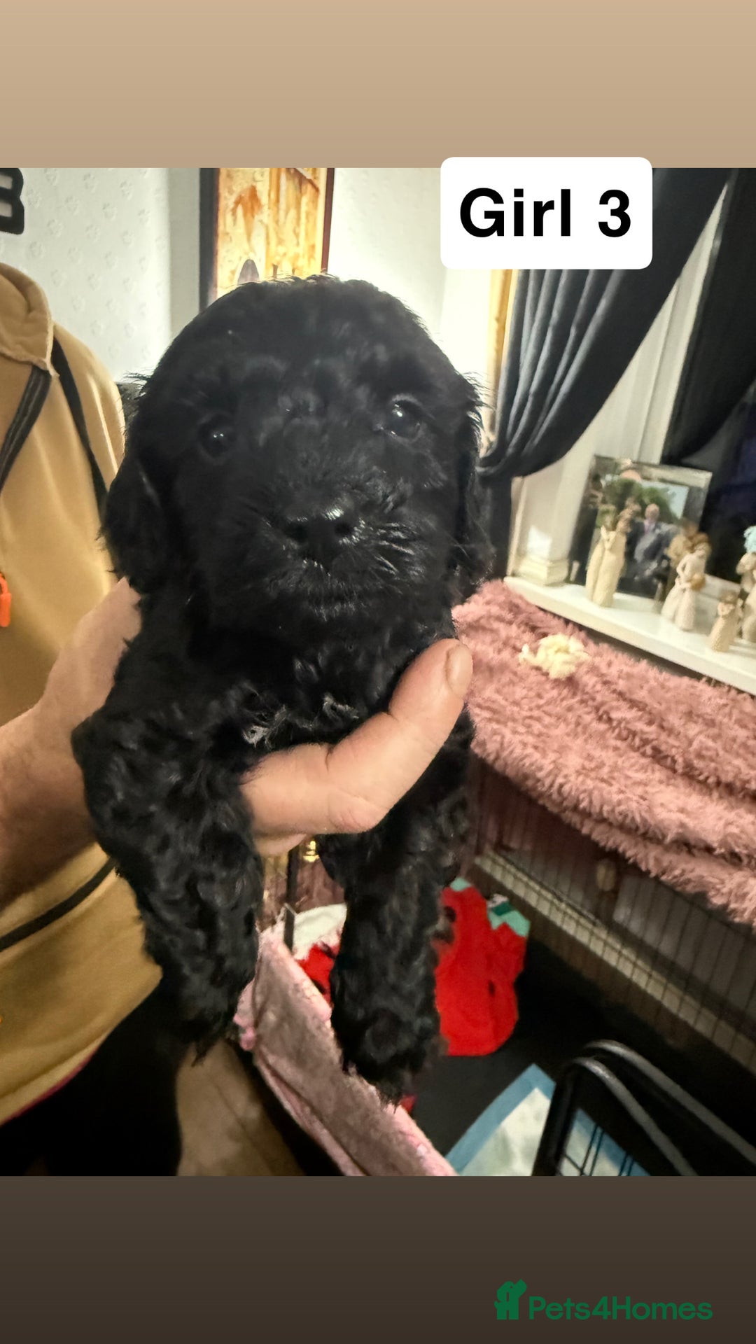 Cockapoo dogs for sale: 7 cockapoo pups - Advert 5