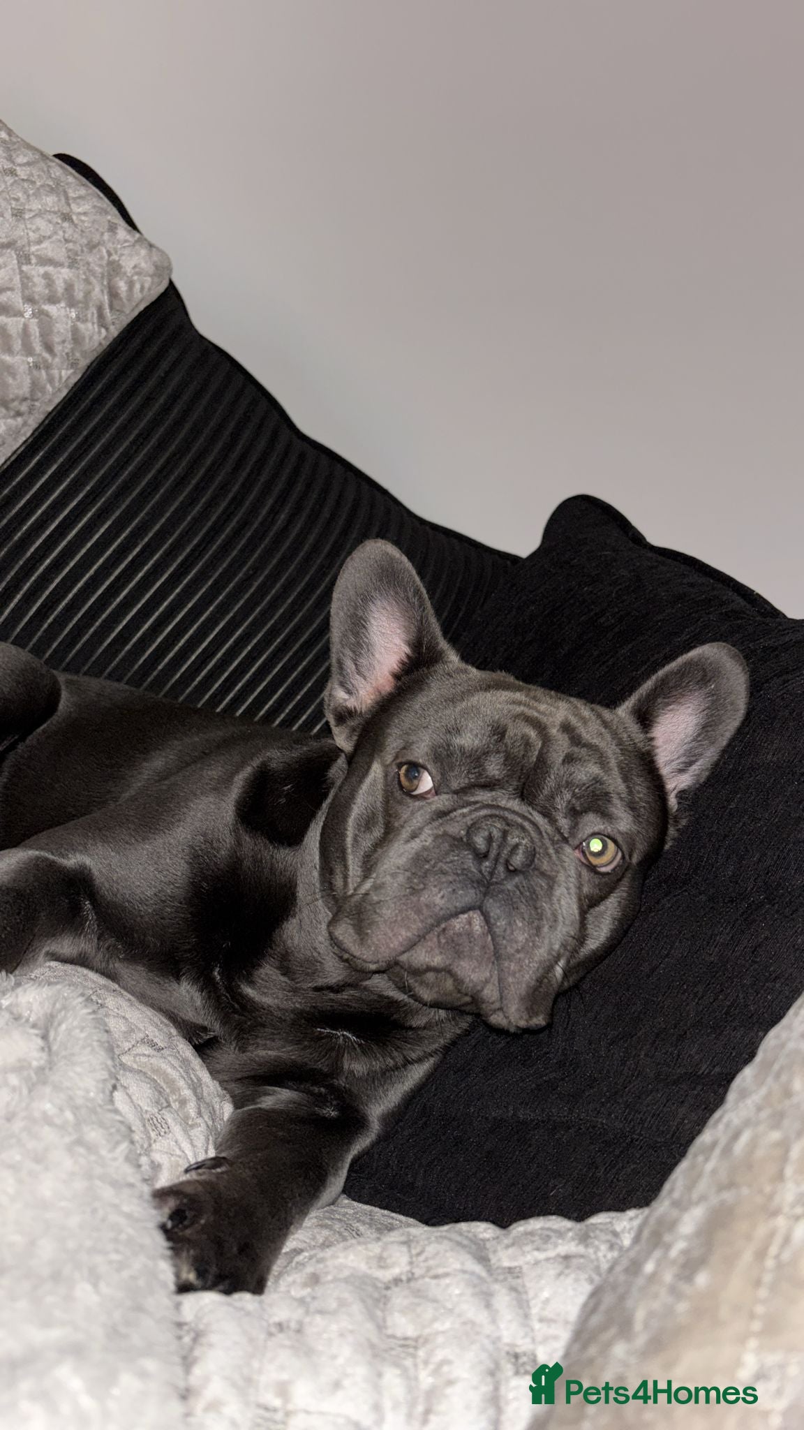 French Bulldog dogs Gucci 1YO French Bulldog - Advert 4