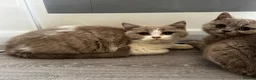 British Shorthair cats for sale: Beautiful British Shorthair Registered Kittens - Advert 5