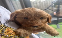 Cockapoo dogs for sale: Cockapoo puppies - Image 19