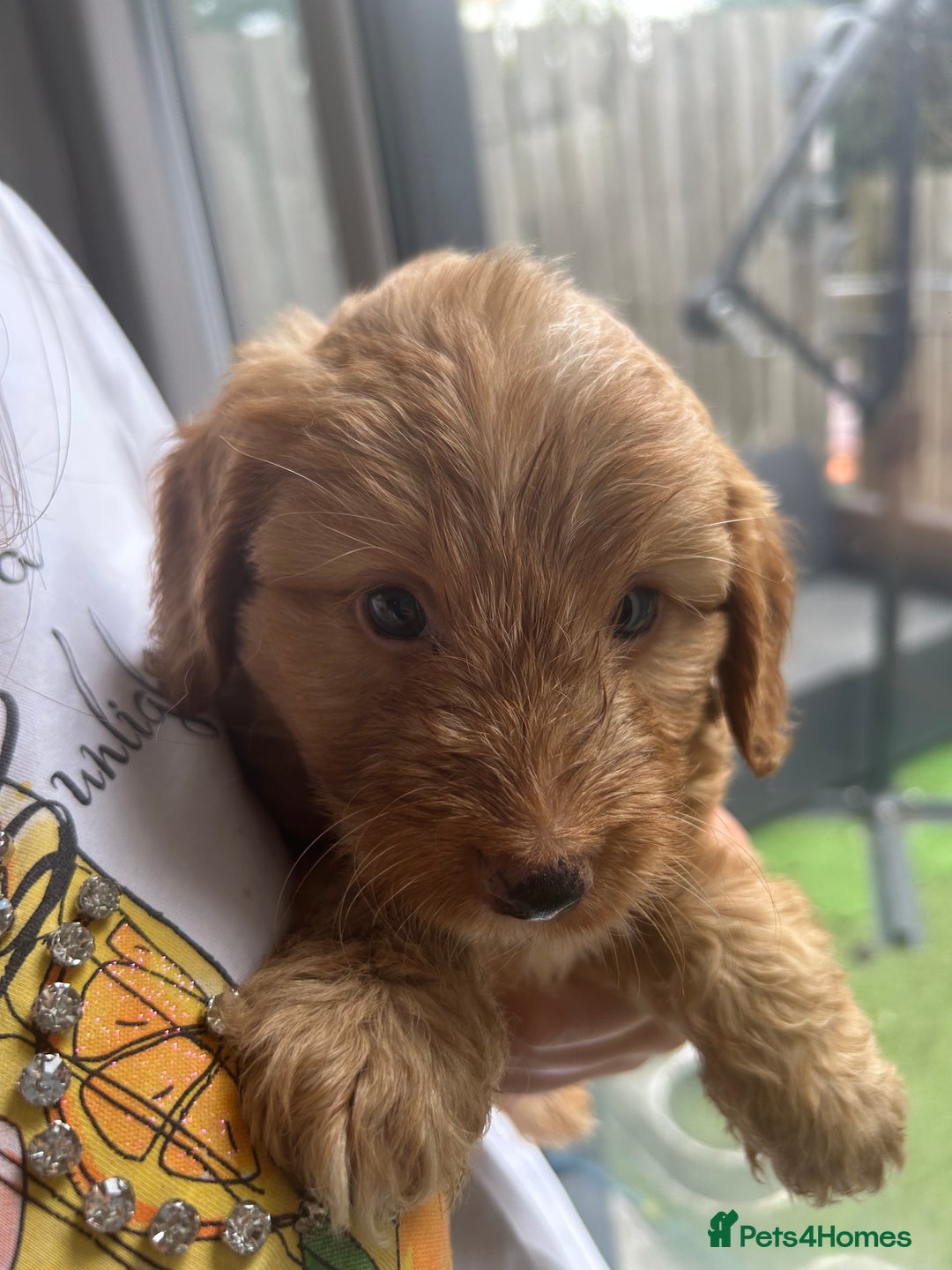 Cockapoo dogs for sale: Cockapoo puppies - Image 19