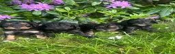 Cavapoo dogs for sale: Adorable Cavapoo puppies - Advert 2