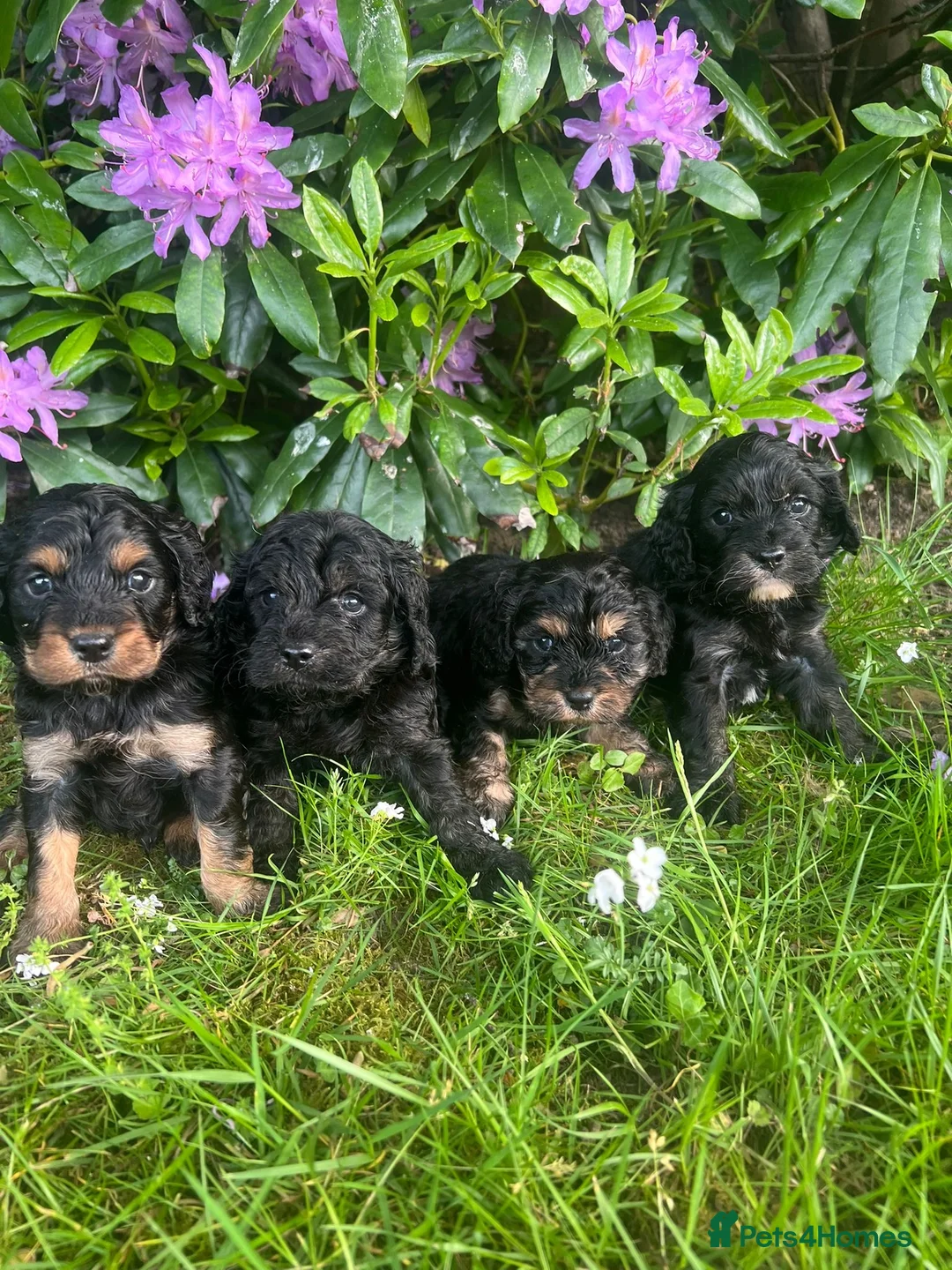 Cavapoo dogs for sale: Adorable Cavapoo puppies - Advert 2