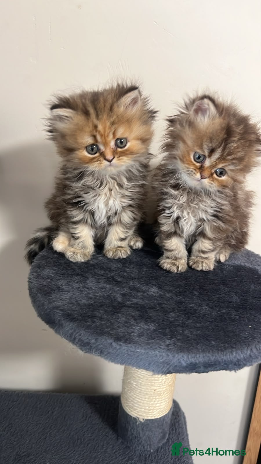 Persian cats Beautiful Persian Kittens Ready for Loving Homes - Advert 1