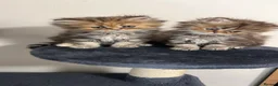 Persian cats for sale: Beautiful Persian Kittens Ready for Loving Homes - Advert 9