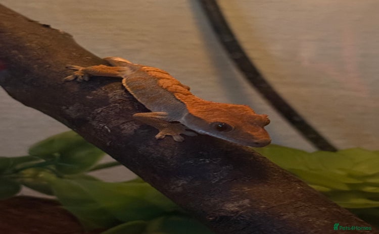 Leopard Gecko reptiles - Advert 1