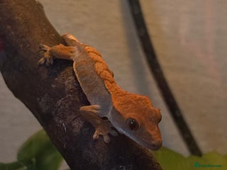 Leopard Gecko reptiles - Advert 1