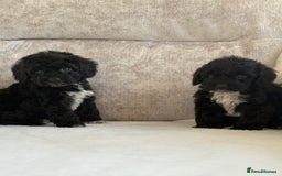 Cockapoo dogs for sale: F1 cockapoo puppies PRA TESTED - Image 8