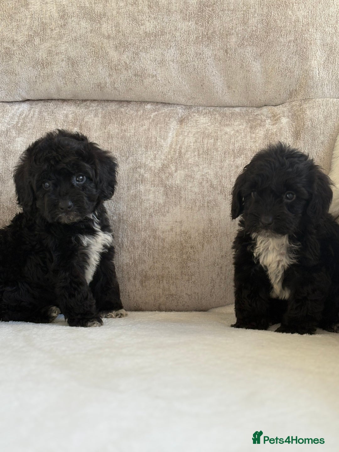 Cockapoo dogs for sale: F1 cockapoo puppies PRA TESTED - Image 8