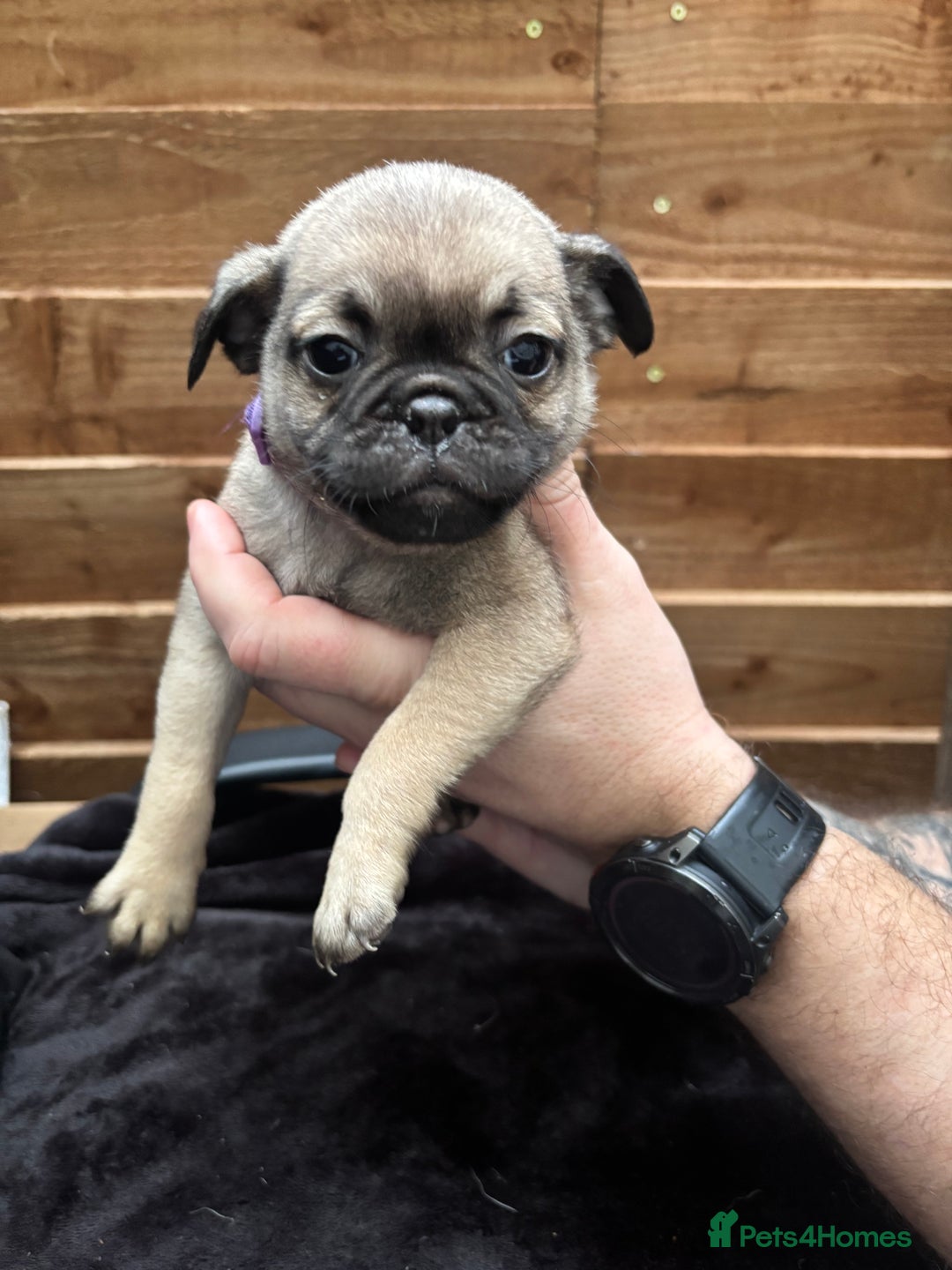 Pug dogs for sale: Beautiful Pug Puppies - Advert 25
