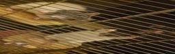 Rat rodents for sale: 2 female rats looking for a new home in Southampton - Advert 3