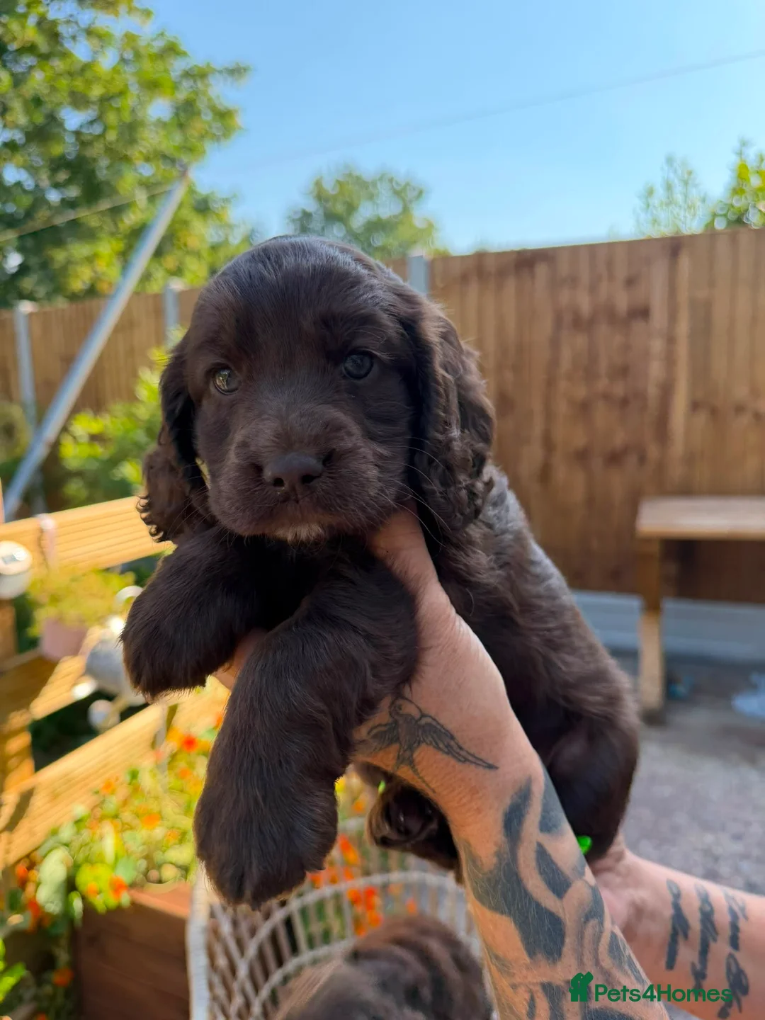 Cockapoo dogs for sale: Cockapoo - Advert 2