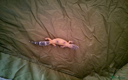 Leopard Gecko reptiles for sale: Female leopard gecko super sweet & full enclosure - Image 6