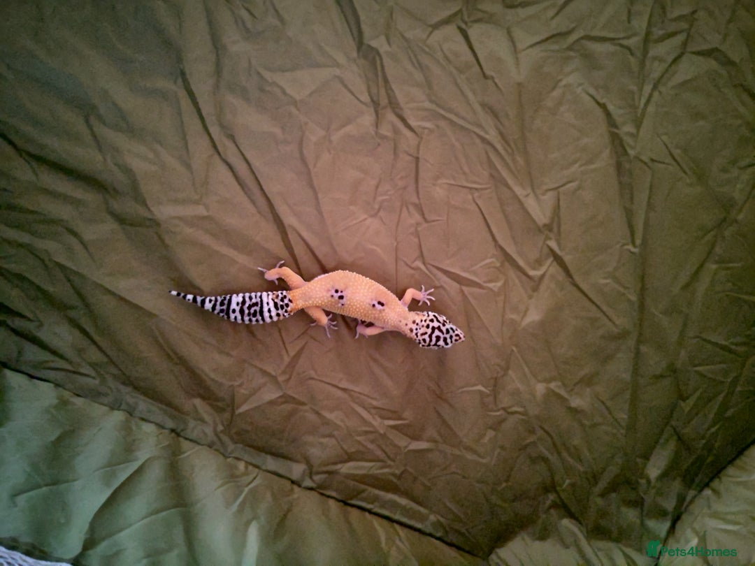 Leopard Gecko reptiles for sale: Female leopard gecko super sweet & full enclosure - Image 6